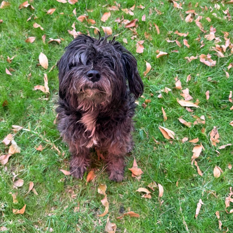 PERRY | Raza Mestiza, cruza de Schnauzer con Shih Tzu | Perdida