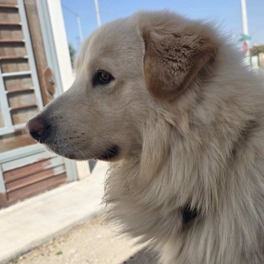 POLO | Raza Mestizo, Cruza De Labrador Con Husky | Perdido