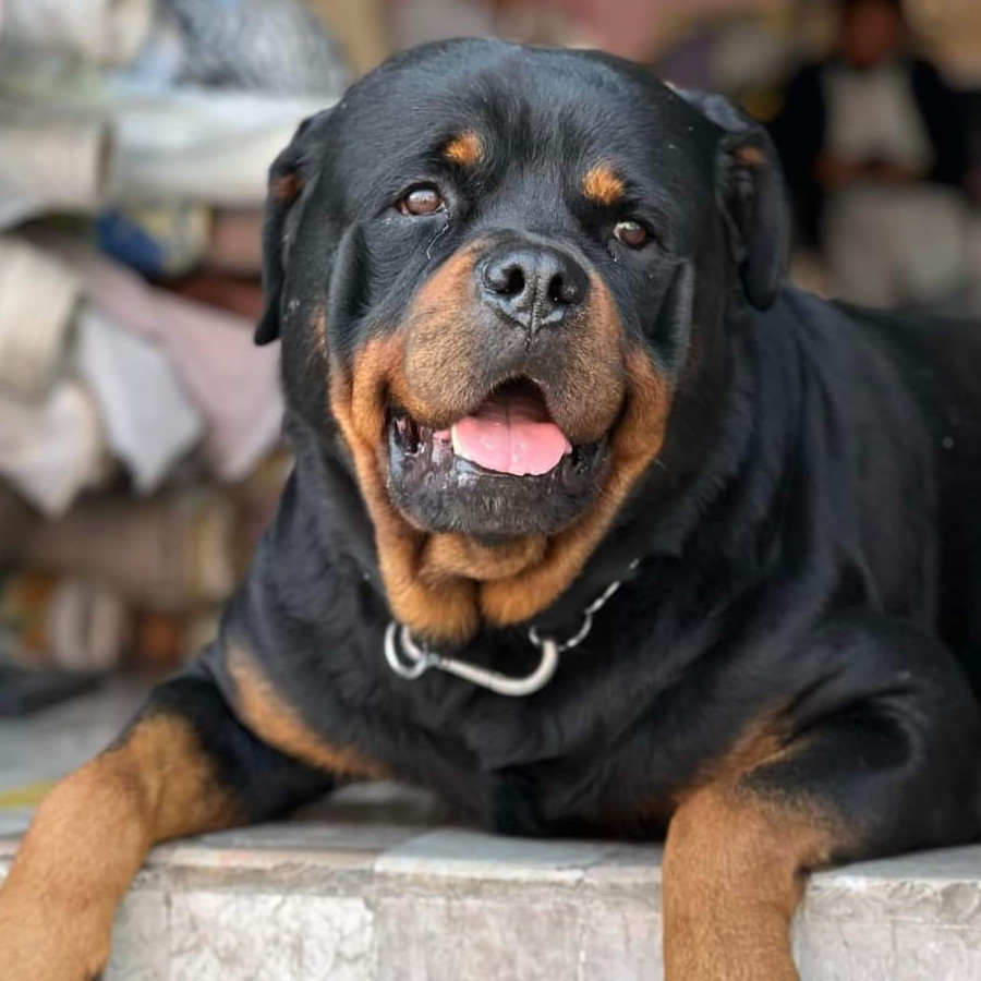 BECKER | Raza Rottweiler | Perdido