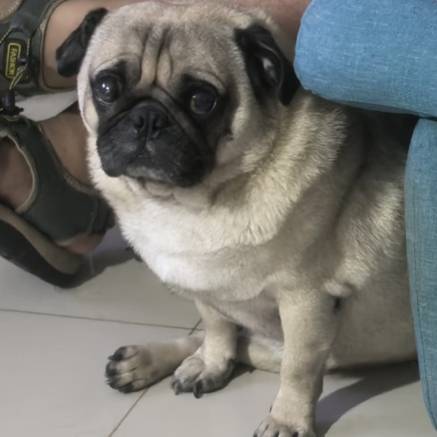 BRUNO | Raza Pug o Carlin | Final Feliz