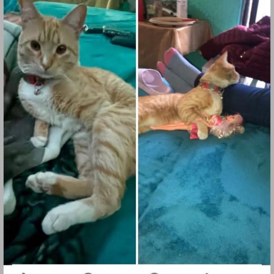 GARFIELD | Raza Doméstico Américano de Pelo Corto | Perdido