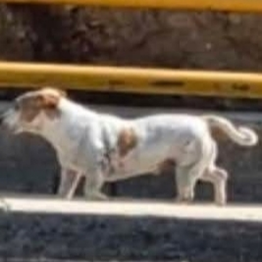 BOBBY | Raza Jack Russell Terrier | Perdido