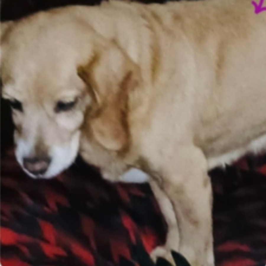 CAMILA | Raza Mestiza, cruza de Cocker Spaniel | Perdida