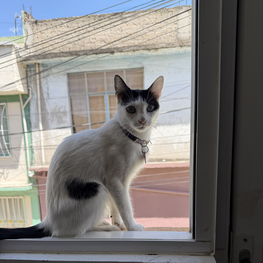 NINA | Raza Doméstico Américano de Pelo Corto | Perdida