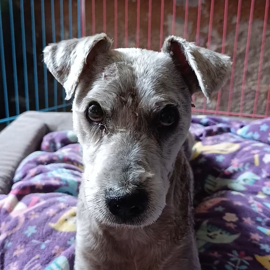  | Raza Mestizo, cruza de Schnuazer con Poodle, (Schnoodle) | Encontrado