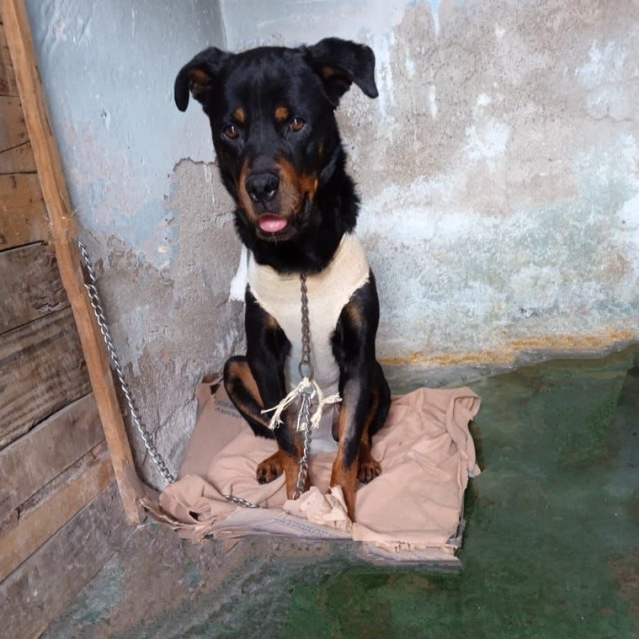 LOLA | Raza Rottweiler | En Adopción