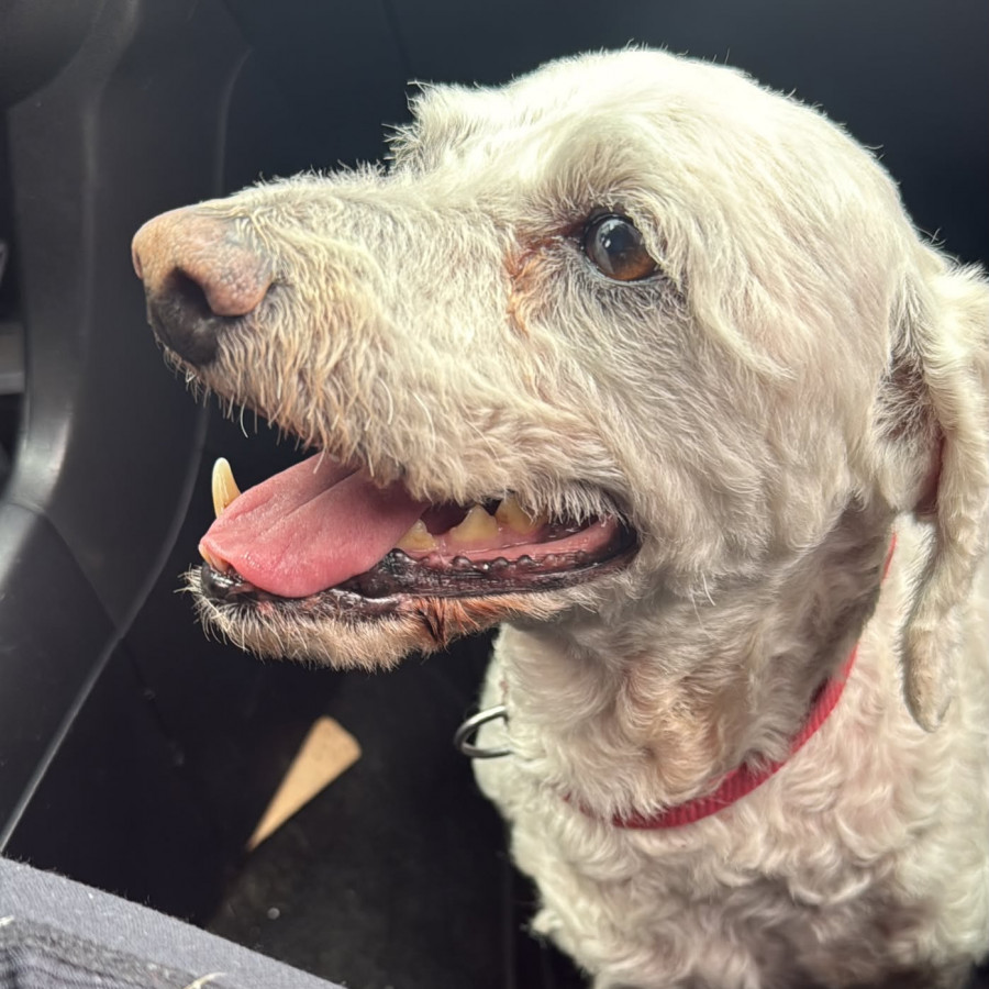  | Raza Mestizo, cruza de French Poodle | Encontrado