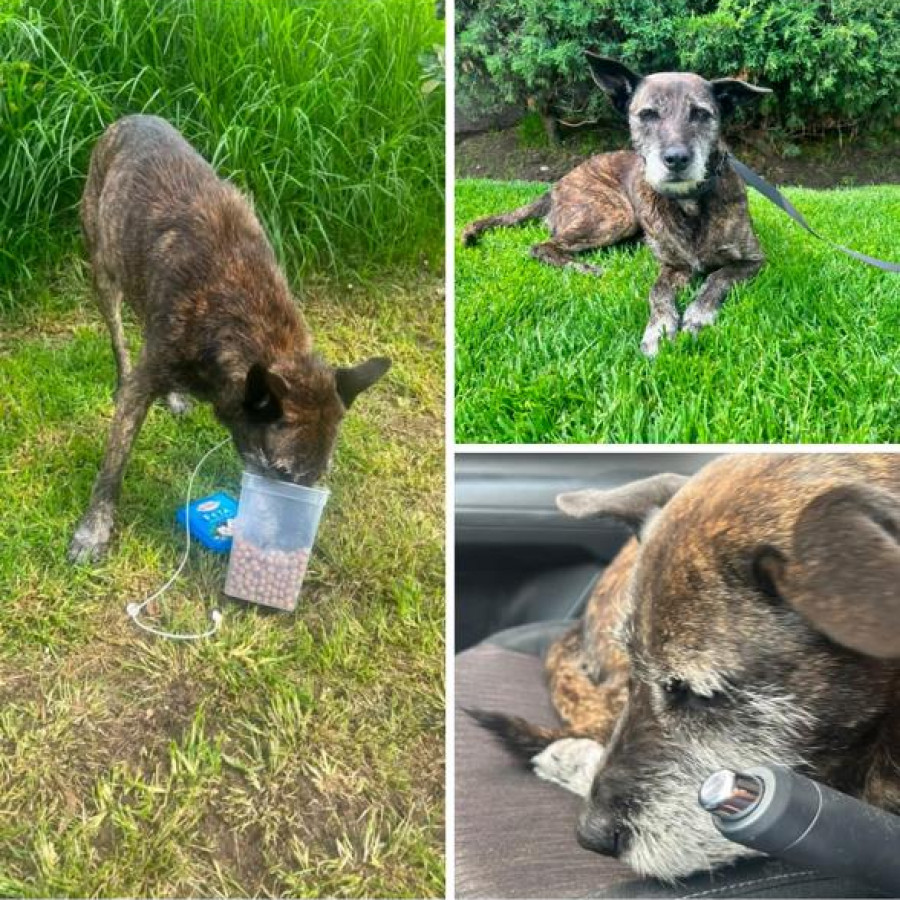  | Raza Mestiza | Encontrada
