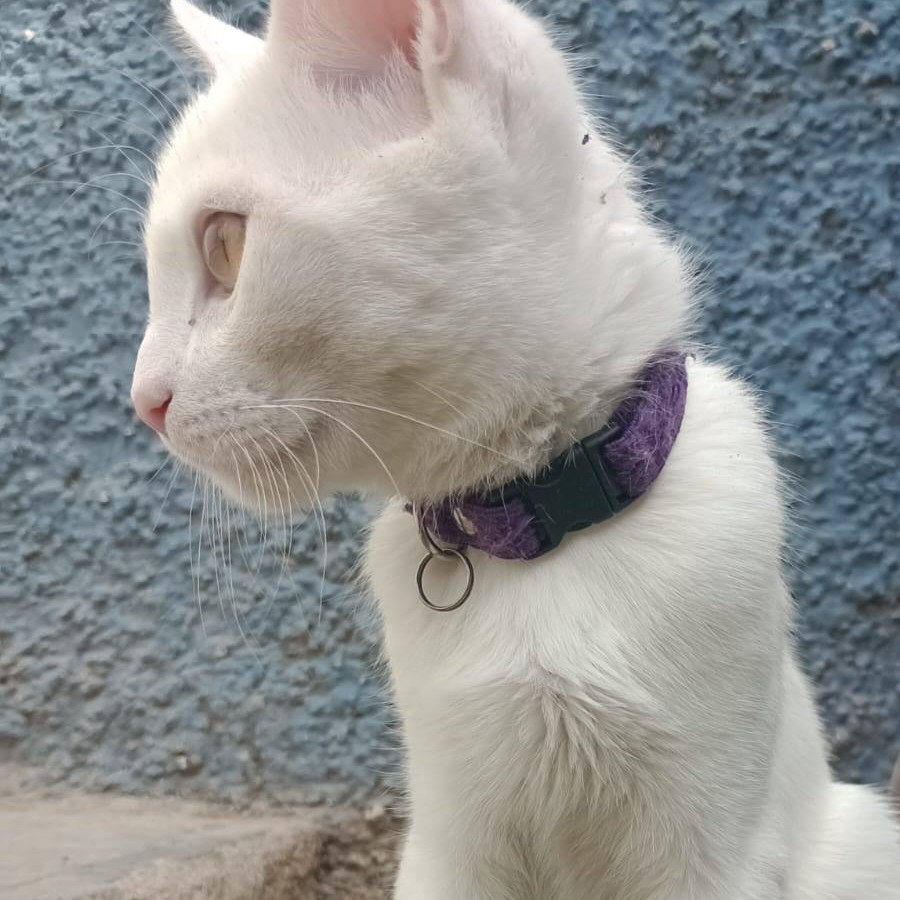 KITTY | Raza Khao Manee | Final Feliz