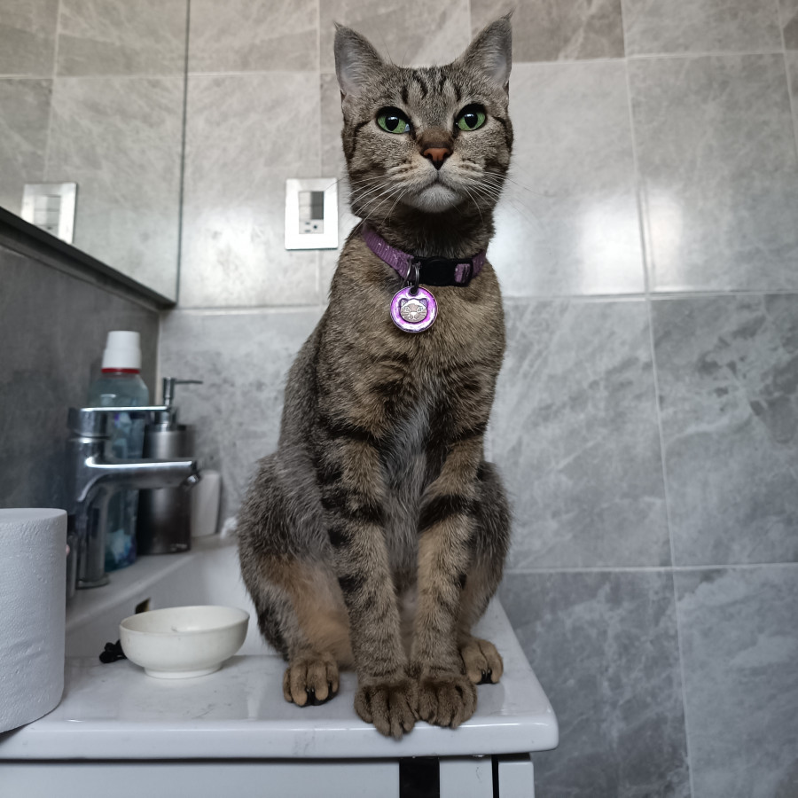 OLIVER | Raza Doméstico Américano de Pelo Corto | Perdida