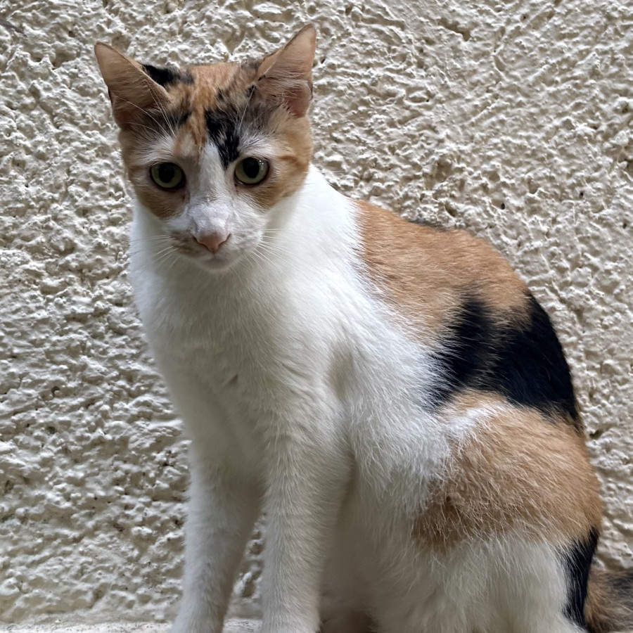 MIKA | Raza Calicó de pelo corto | Perdida
