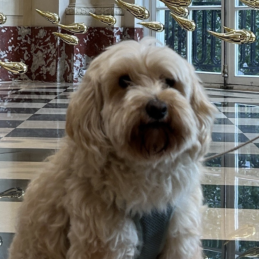 JUANA | Raza Mestiza, cruza de French Poodle con Maltés,  (Maltipoo). | Final Feliz