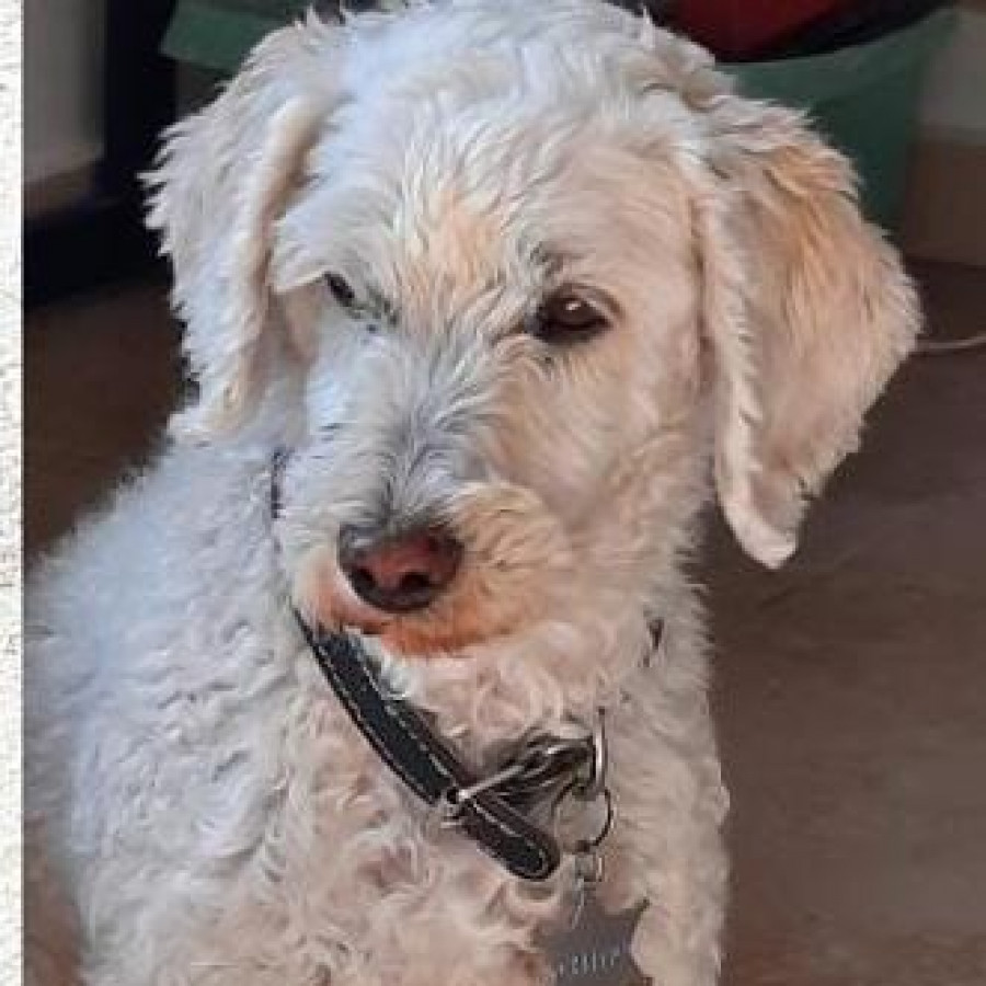 CHINO | Raza French Poodle o Caniche | Perdido