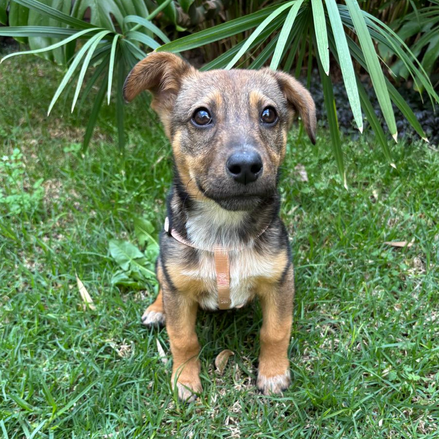 PINGÜICA | Raza Mestiza | En Adopción