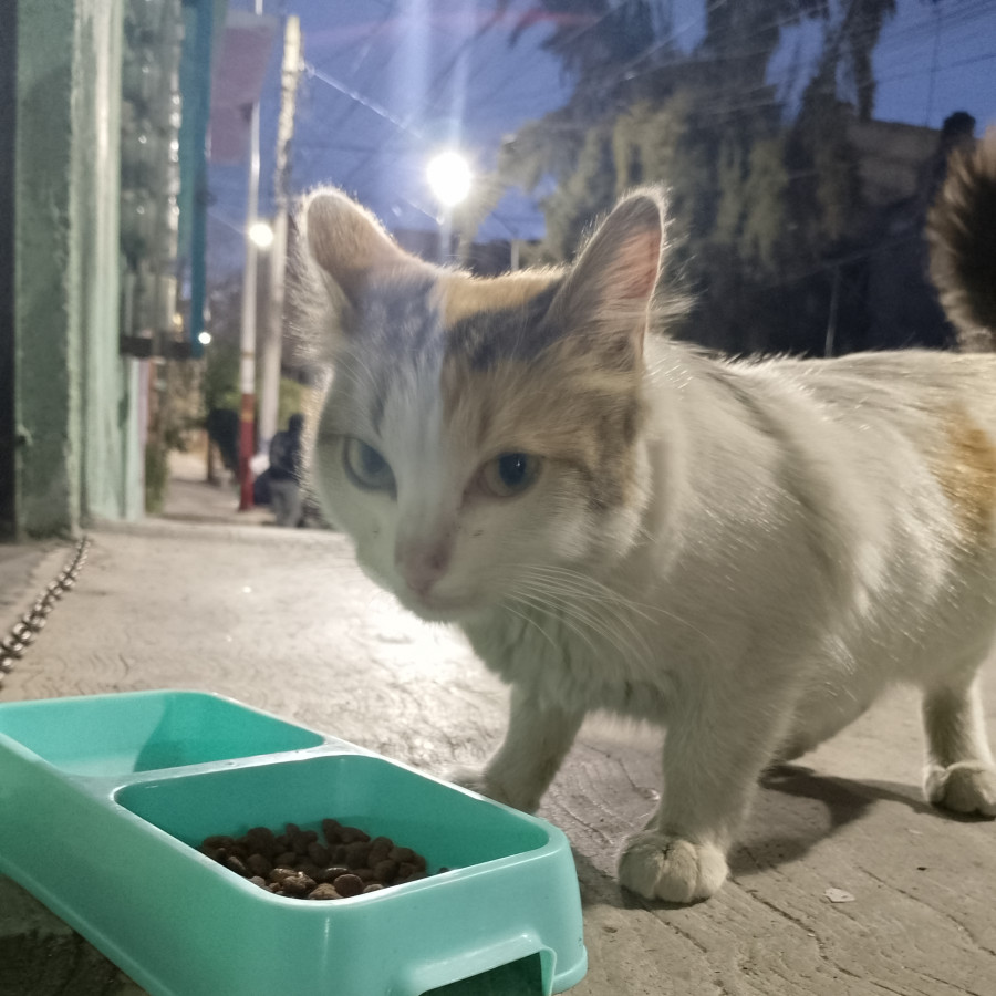 HERMOSA GATITA | Raza Calicó de pelo semilargo | En Adopción