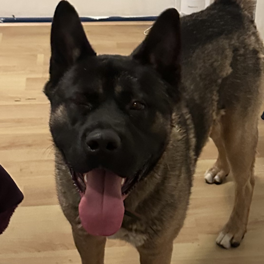  | Raza Akita Americano   | Encontrado