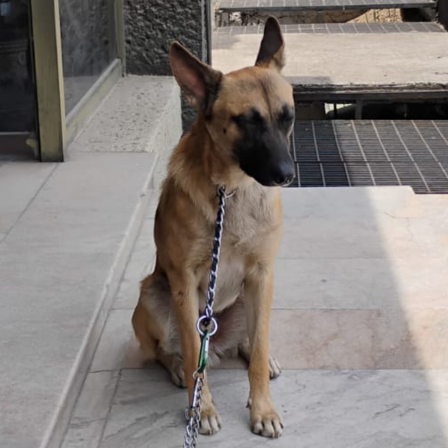  | Raza Mestizo, cruza de Pastor Belga Malinois | Final Feliz