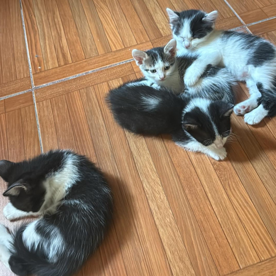 HERMOSOS GATITOS | Raza Doméstico Americano de pelo semilargo | En Adopción