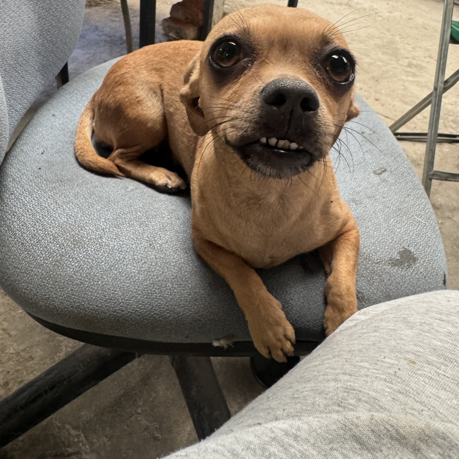 FLACA | Raza Chihuahua | Perdida