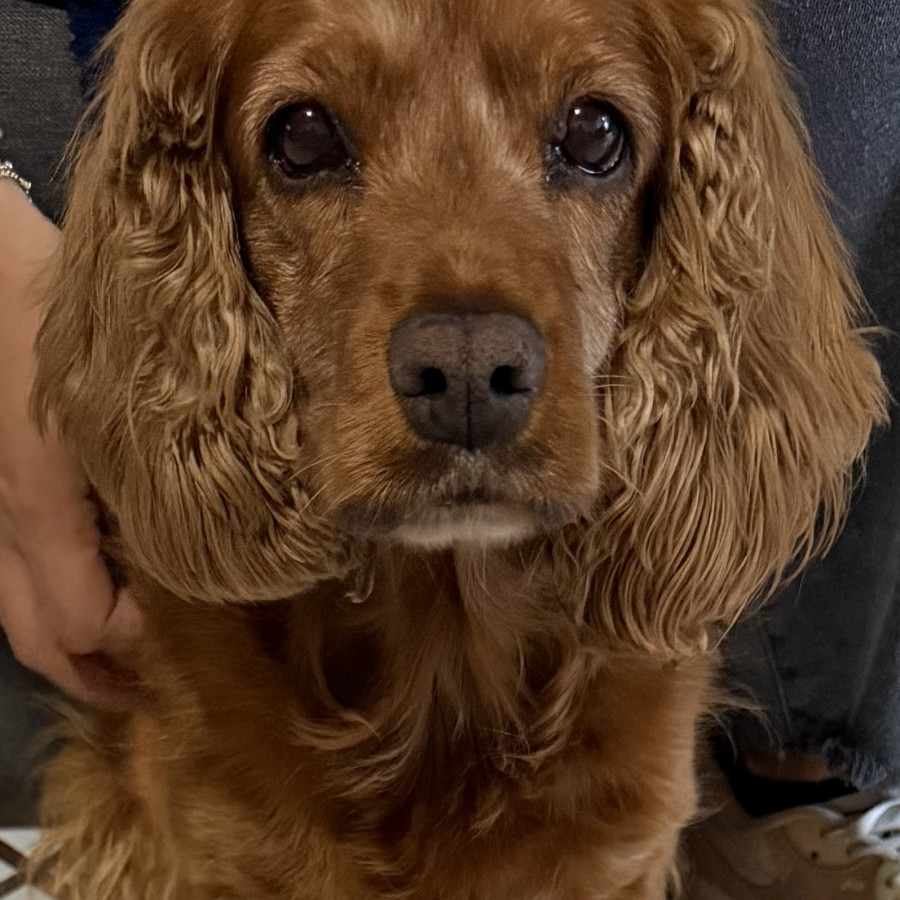  | Raza Cocker Spaniel | Encontrada