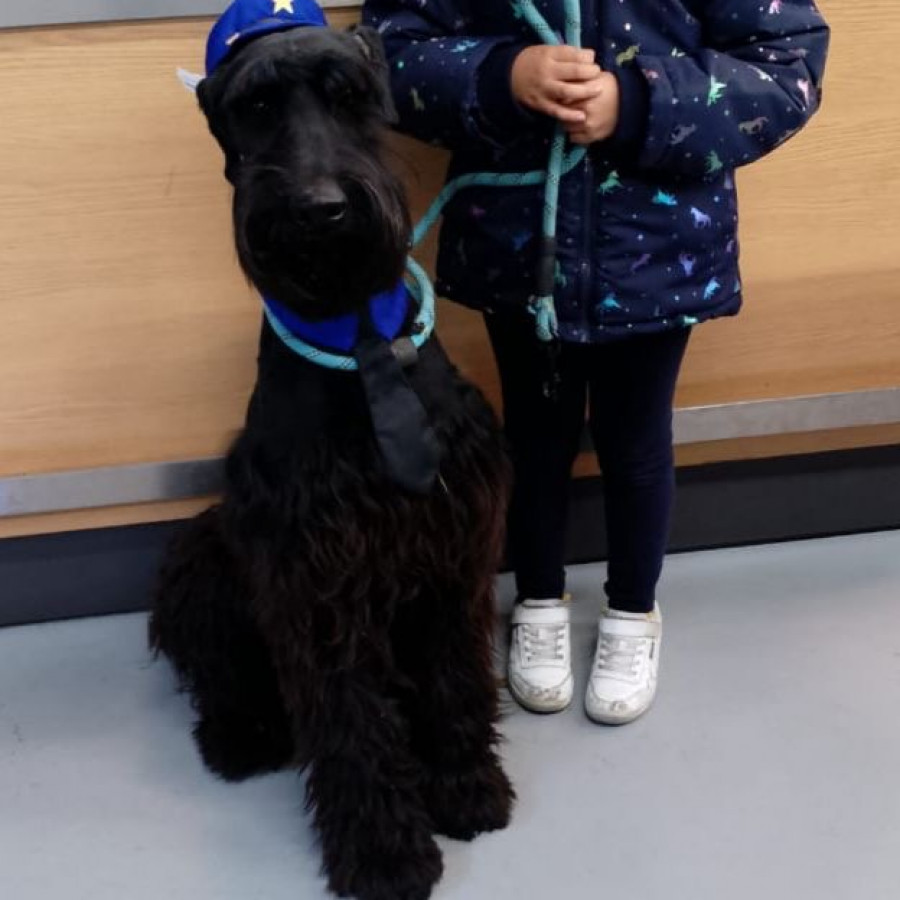 RENACER | Raza Schnauzer Gigante | Perdido