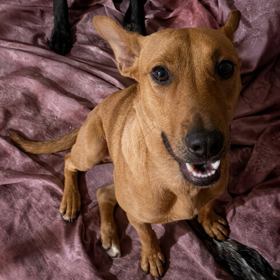  | Raza Mestiza, posible cruza de Labrador | Encontrada