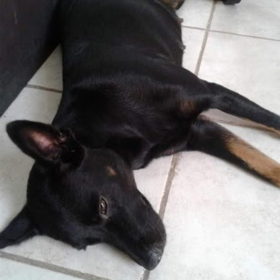 CHELA | Raza Mestiza | En Adopción