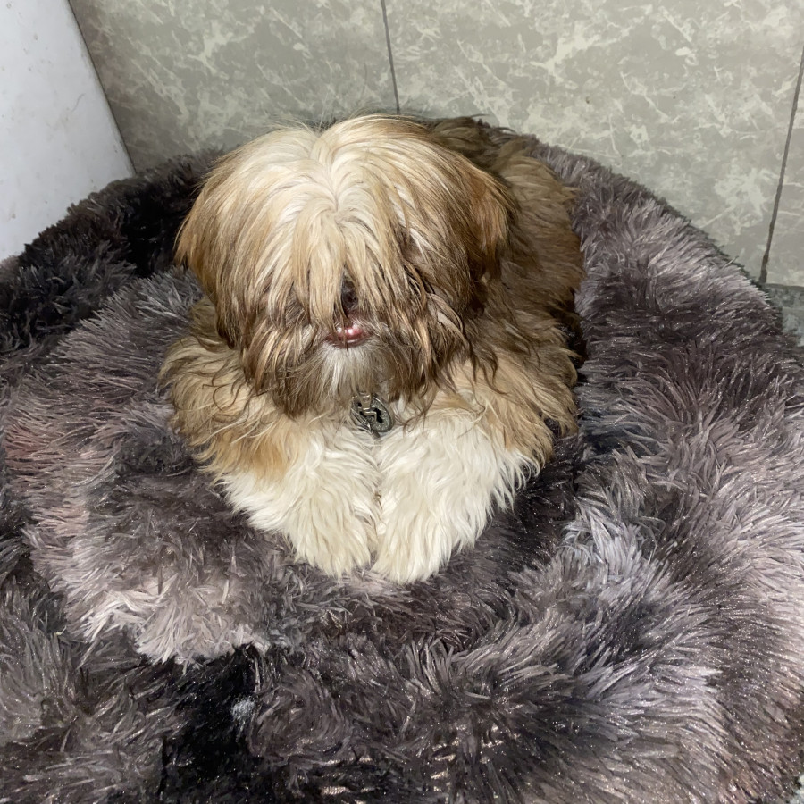 CHOKO | Raza Shih Tzu  | Perdido