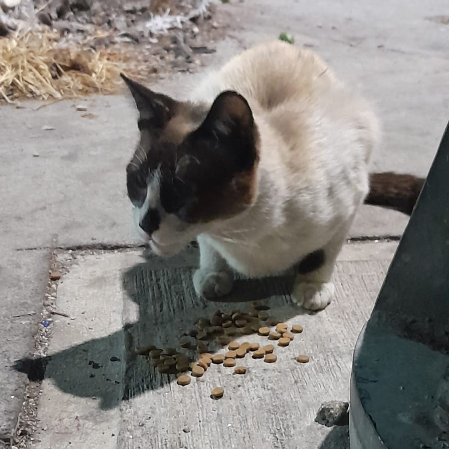  | Raza Snowshoes | Encontrada