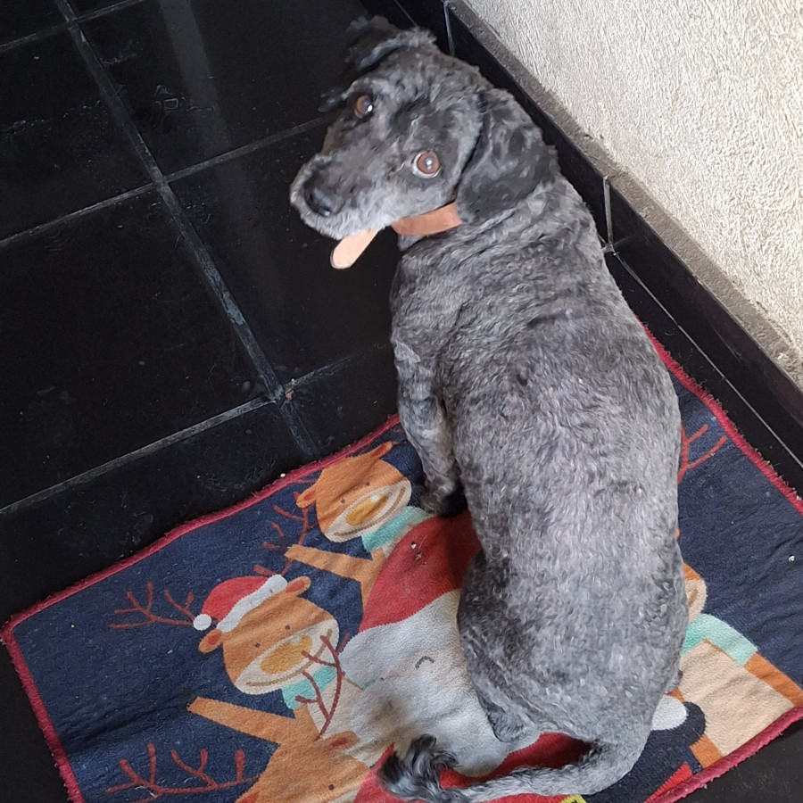 LÁPIZ | Raza French Poodle o Caniche | Perdido