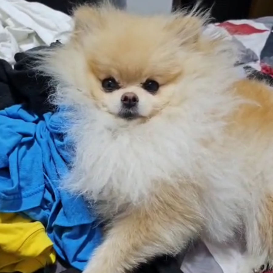 COCO CHACÓN | Raza Pomerania | Final Feliz