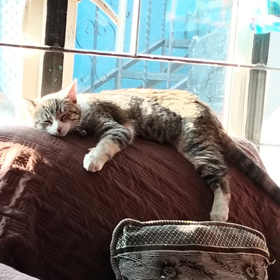 NINA | Raza Doméstico Américano de Pelo Corto | Perdida