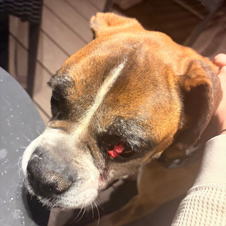  | Raza Bóxer  | Encontrada