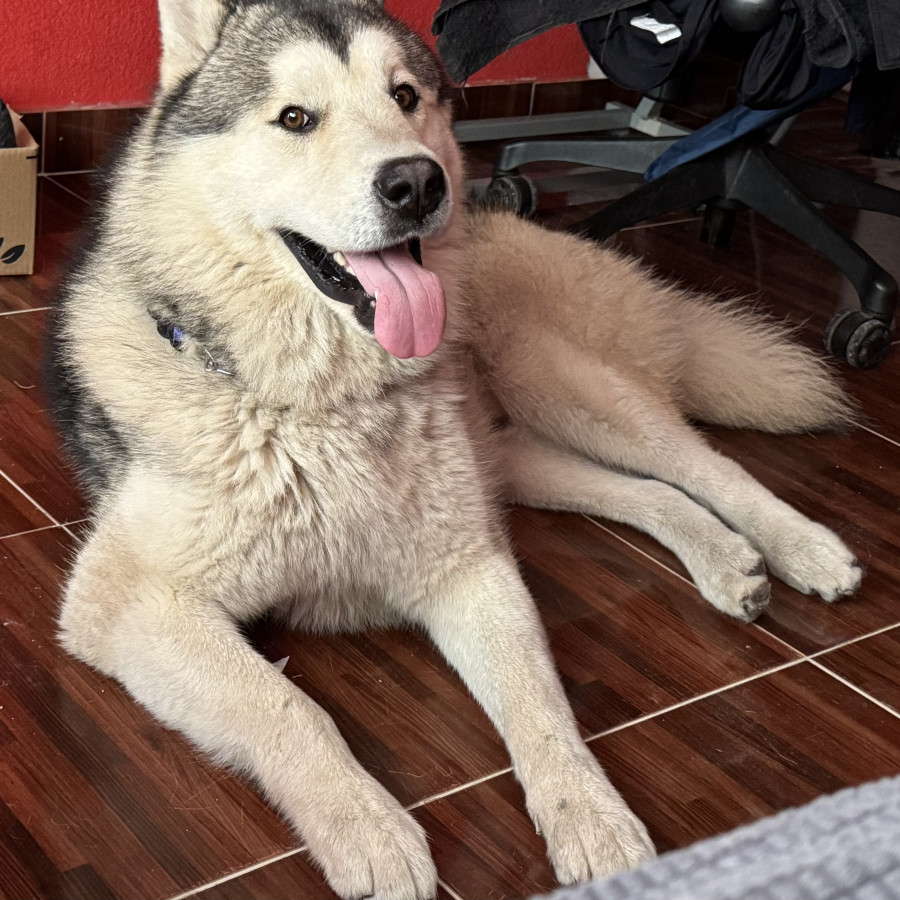  | Raza Husky Siberiano | Encontrado