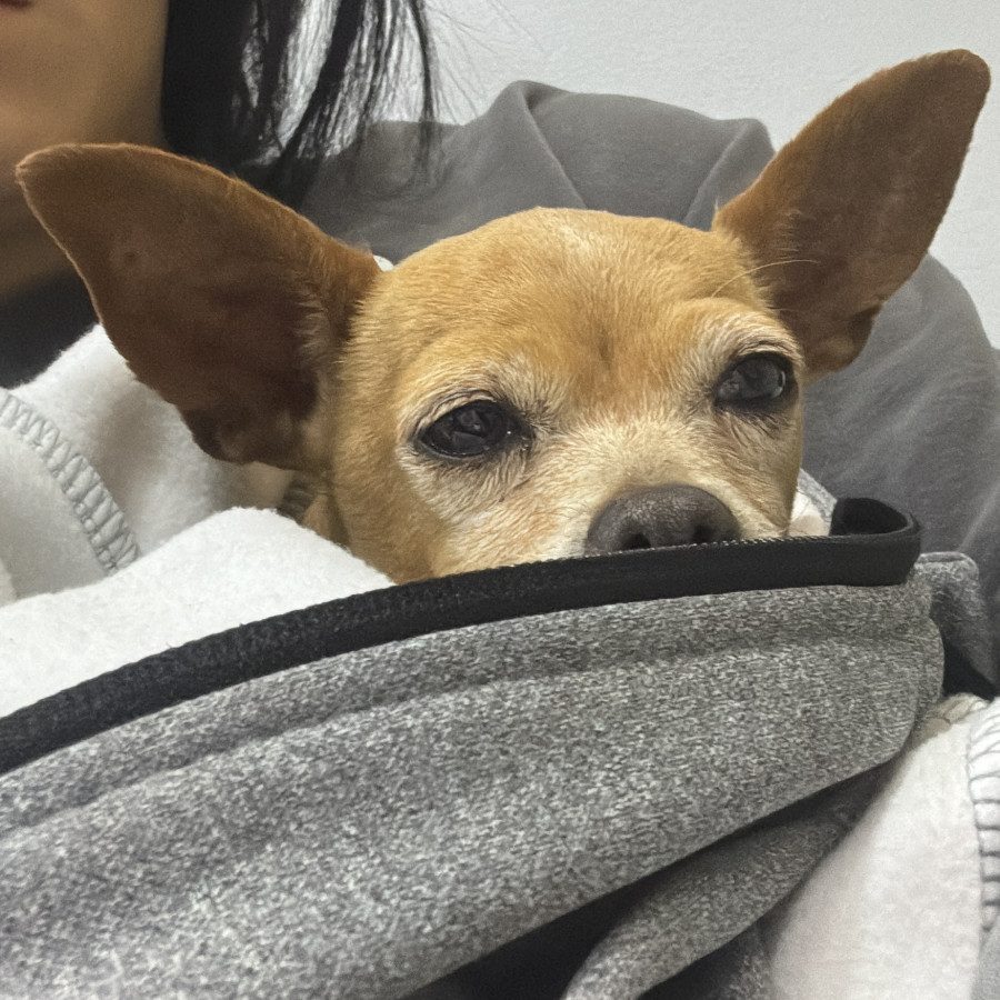  | Raza Chihuahua | Encontrada