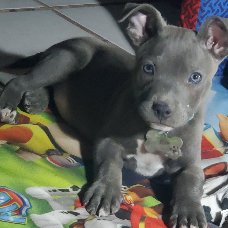 ROCKY | Raza American Pitbull Terrier  (Blue) | Final Feliz