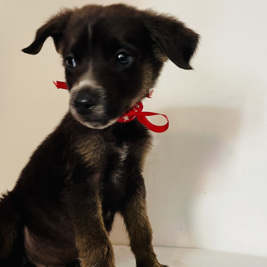 PAPITA | Raza Mestizo | En Adopción