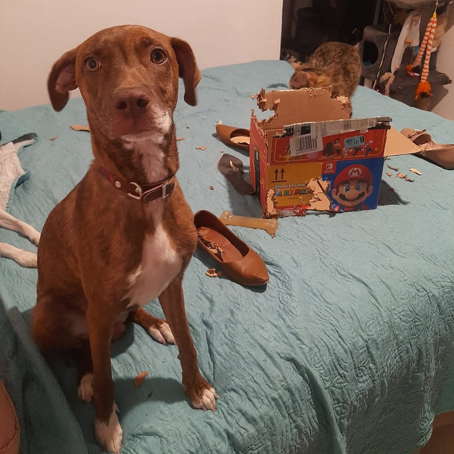 MAYA | Raza Mestiza, cruza de Labrador con American Pitbull Terrier | Final Feliz