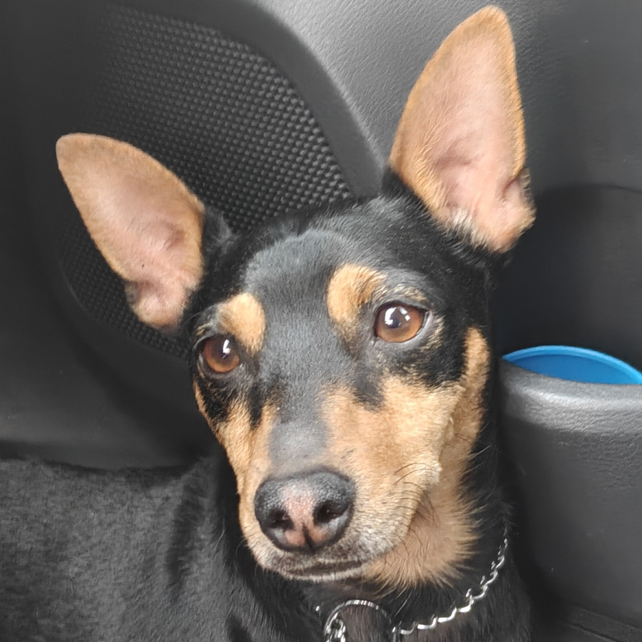 ROCKY | Raza Pinscher Miniatura  | Perdido