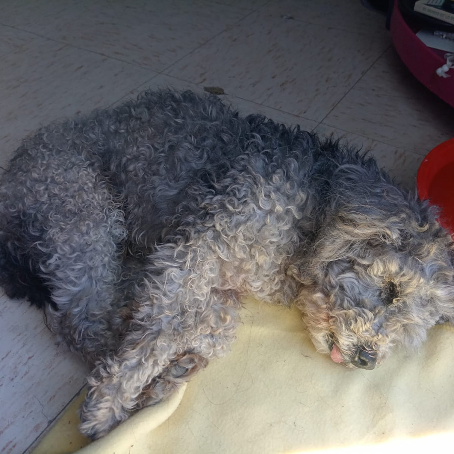  | Raza Mestizo, cruza de French Poodle con Schnauzer,  (Schnoodle) | Final Feliz