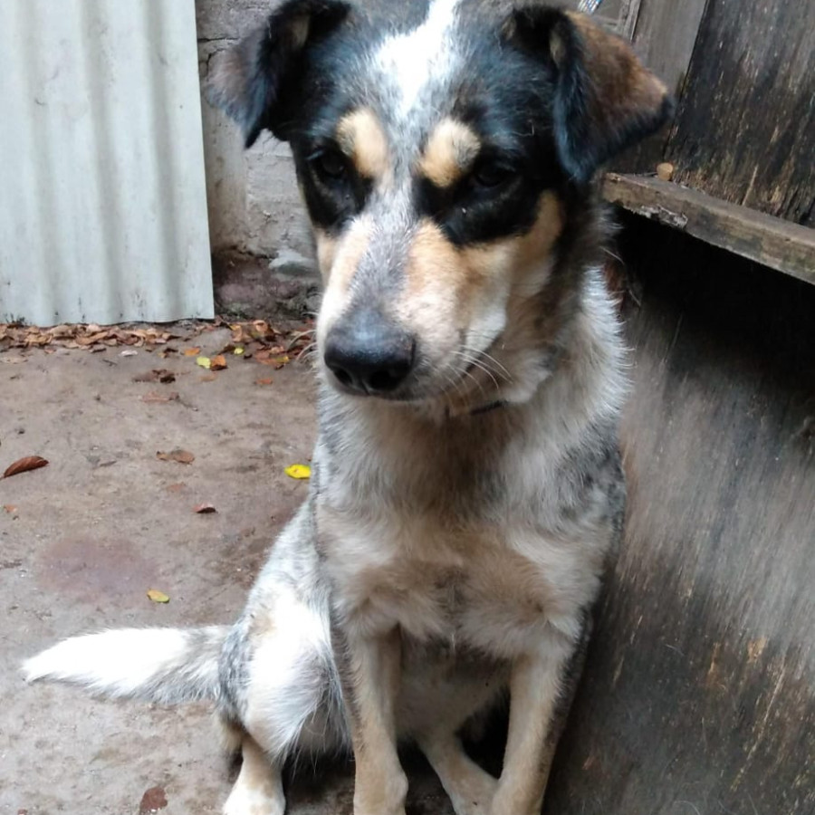  | Raza Mestiza, cruza de Ganadero Australiano, (Blue Heeler) | Encontrada