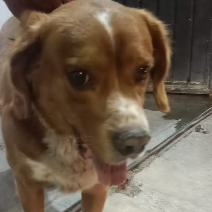  | Raza Mestizo, posible cruza de Cocker Spaniel | Encontrado
