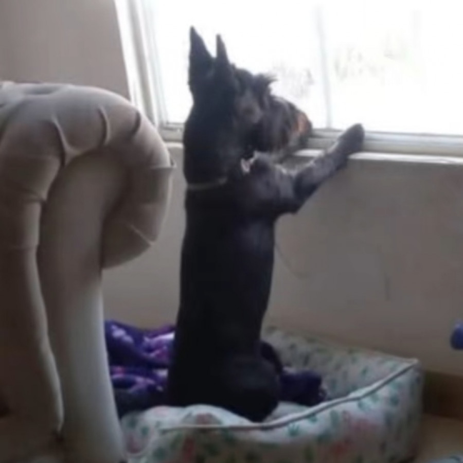 KATY | Raza Schnauzer | Perdida