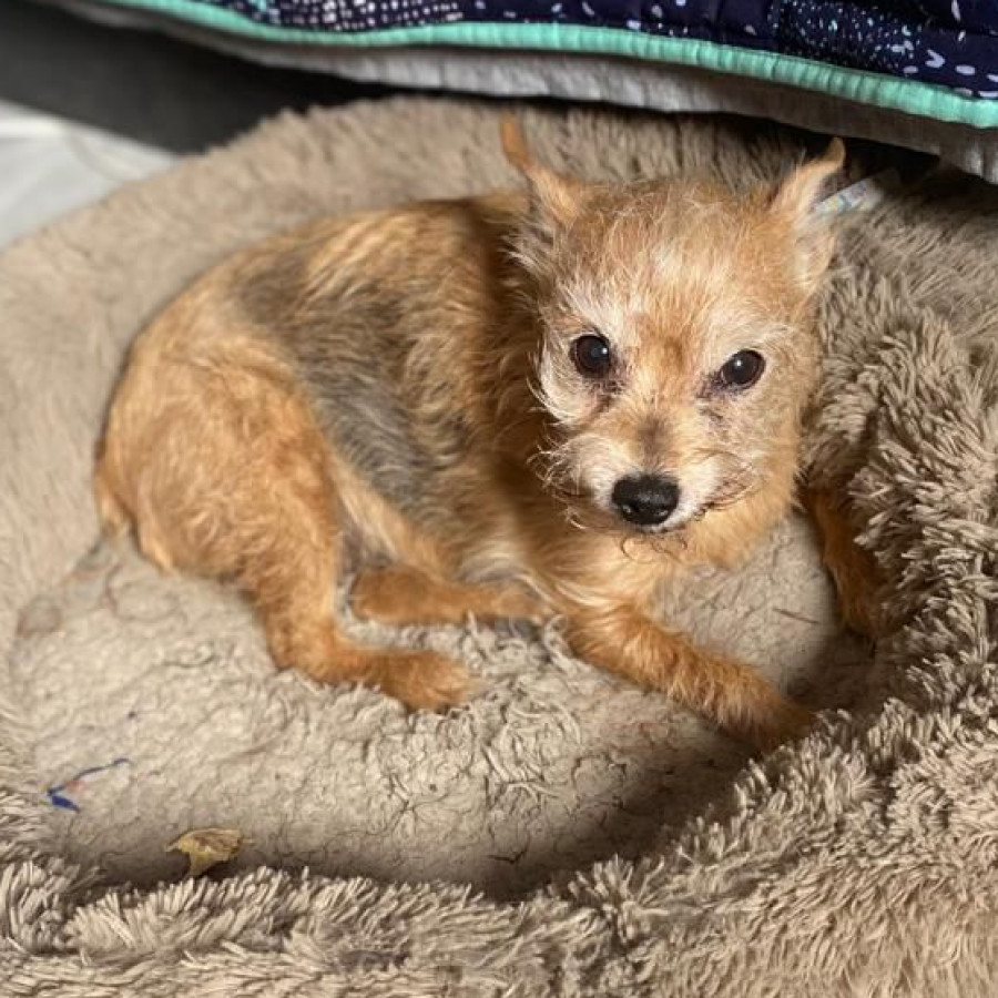 MATTY | Raza Mestiza, Cruza De Chihuahua Con Yorkshire Terrier | Perdida