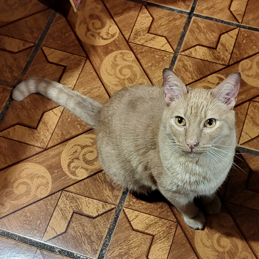  | Raza Doméstico Américano de Pelo Corto | Encontrado