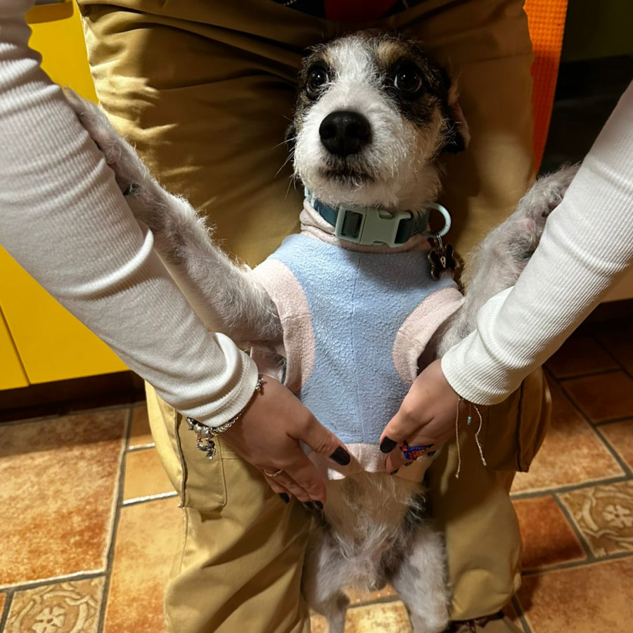REMY | Raza Mestizo, cruza de Jack Russell Terrier | Final Feliz