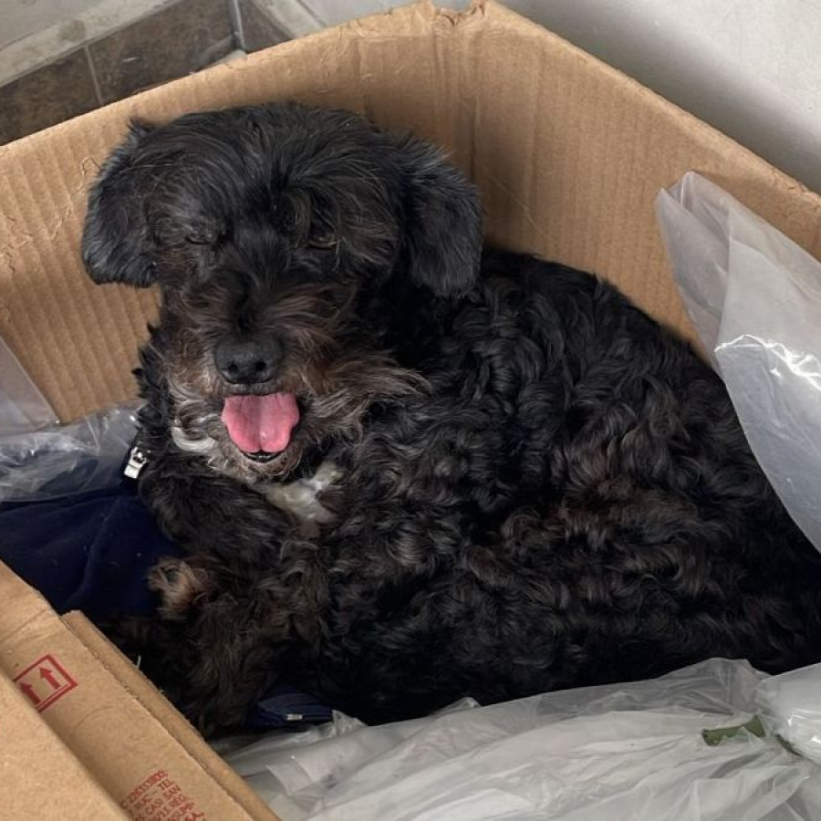 LOLA | Raza Schnauzer | Final Feliz