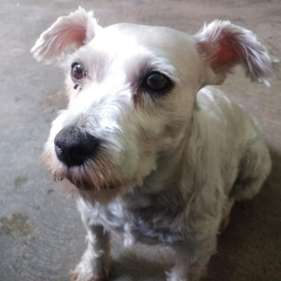 LUNA | Raza Schnauzer | Perdida