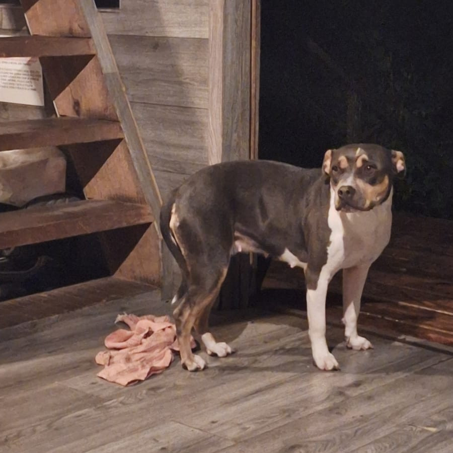 MUÑECA | Raza American Pitbull Terrier | Perdida