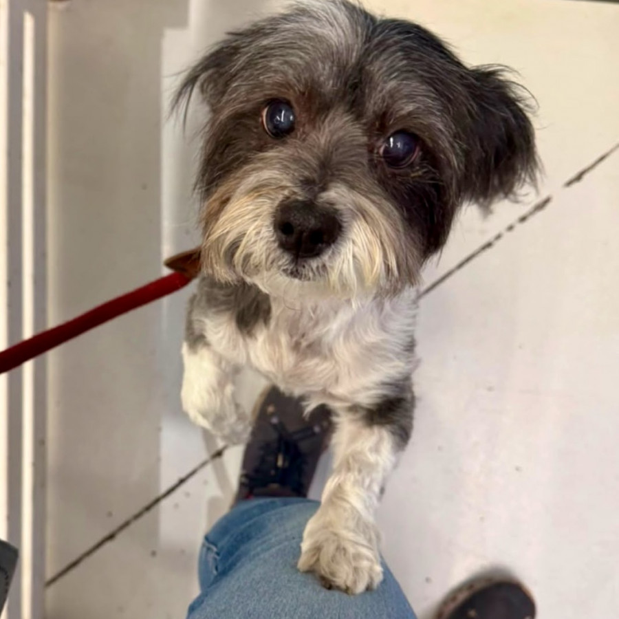 MOTIS | Raza Shih Tzu  | Perdida